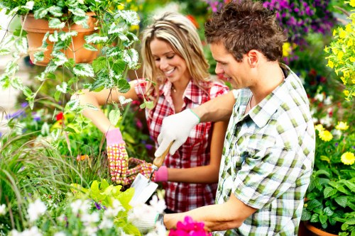 Professional gardener trimming a hedge