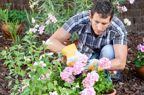 Professional lawn mowing service in Croydon