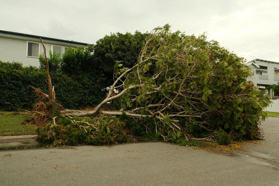 A fallen tree with a thick trunk and extensive branches has collapsed onto a residential street, partially blocking the curb and pavement. The tree's foliage, consisting of green leaves, is scattered 